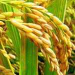 grain screener